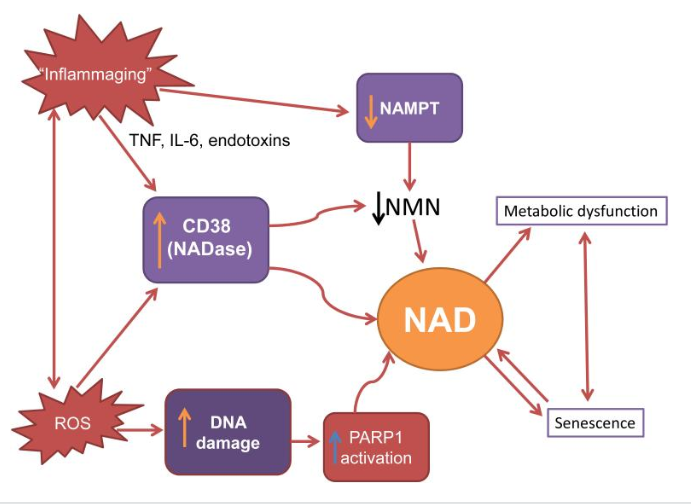 NAD+ IV Therapy: The Future of Anti-Aging? | Discover the Latest Research and Benefits NAD+ IV Therapy: The Future of Anti-Aging? | Discover the Latest Research and Benefits